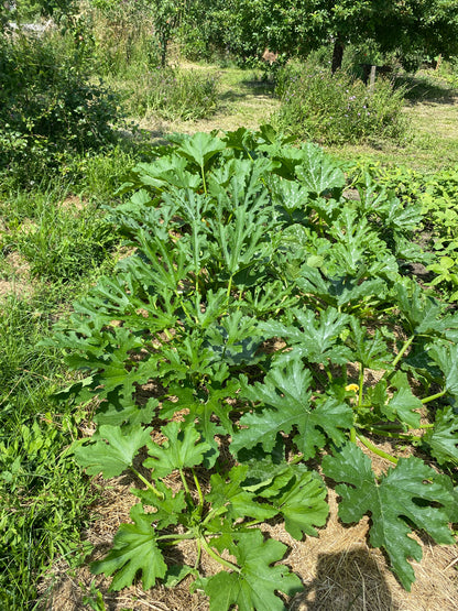Zucchini Grün (Grex)