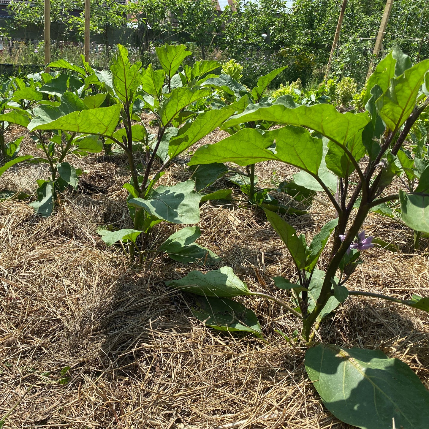 Aubergine "Astrakom"