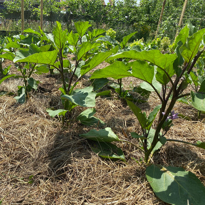 Aubergine "Astrakom"