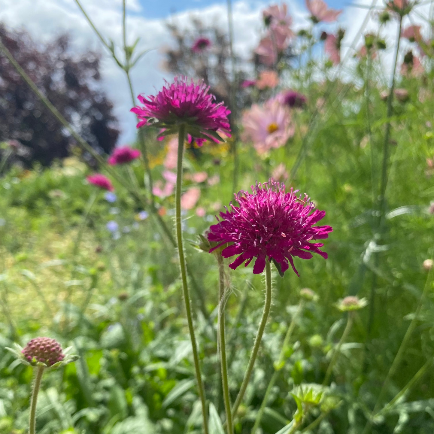 Rote Witwenblume