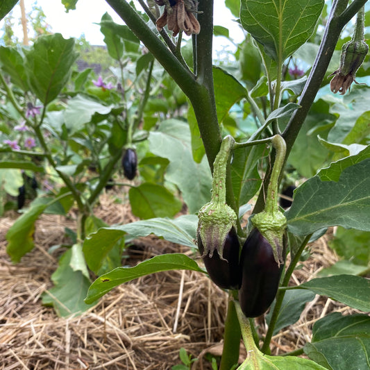 Aubergine "Astrakom"