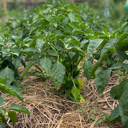 Freiland-Snackpaprika (Grex)