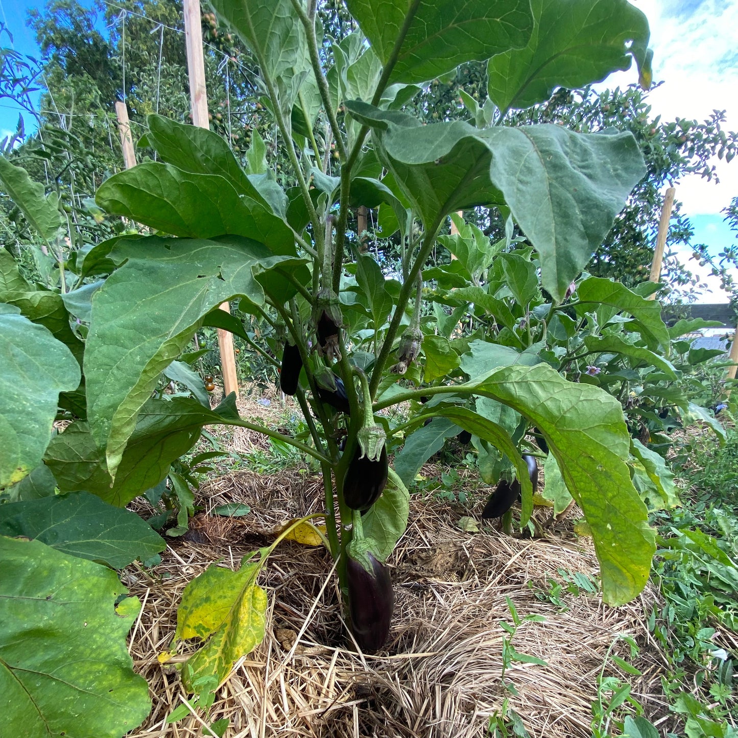 Aubergine "Astrakom"
