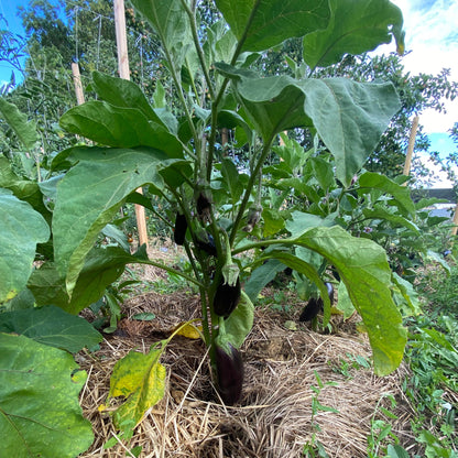Aubergine "Astrakom"