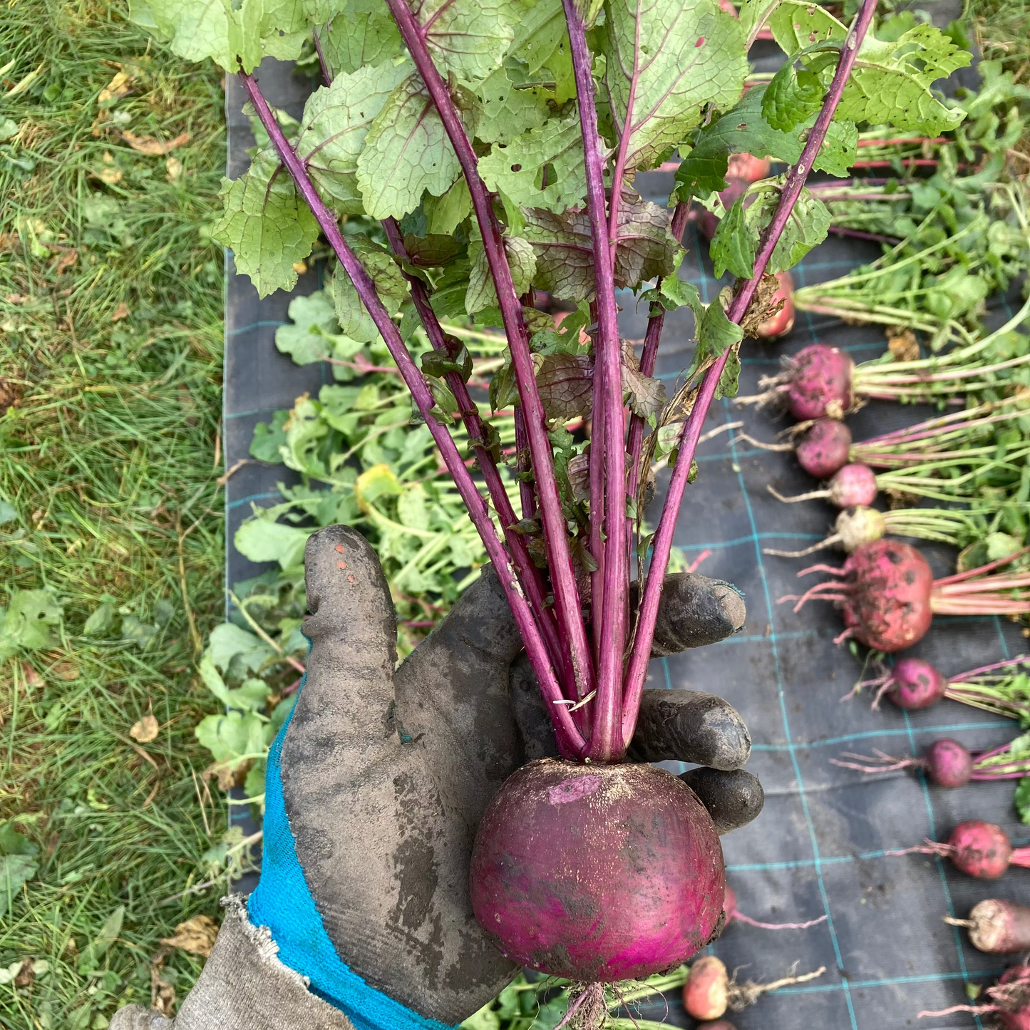 Rettich "Bunter Winter" (Grex / Population)