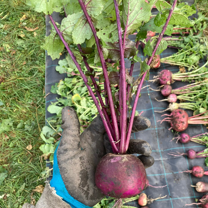 Rettich "Bunter Winter" (Grex / Population)