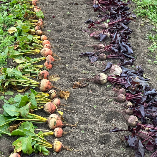 Bunte Bete (Grex / Population)