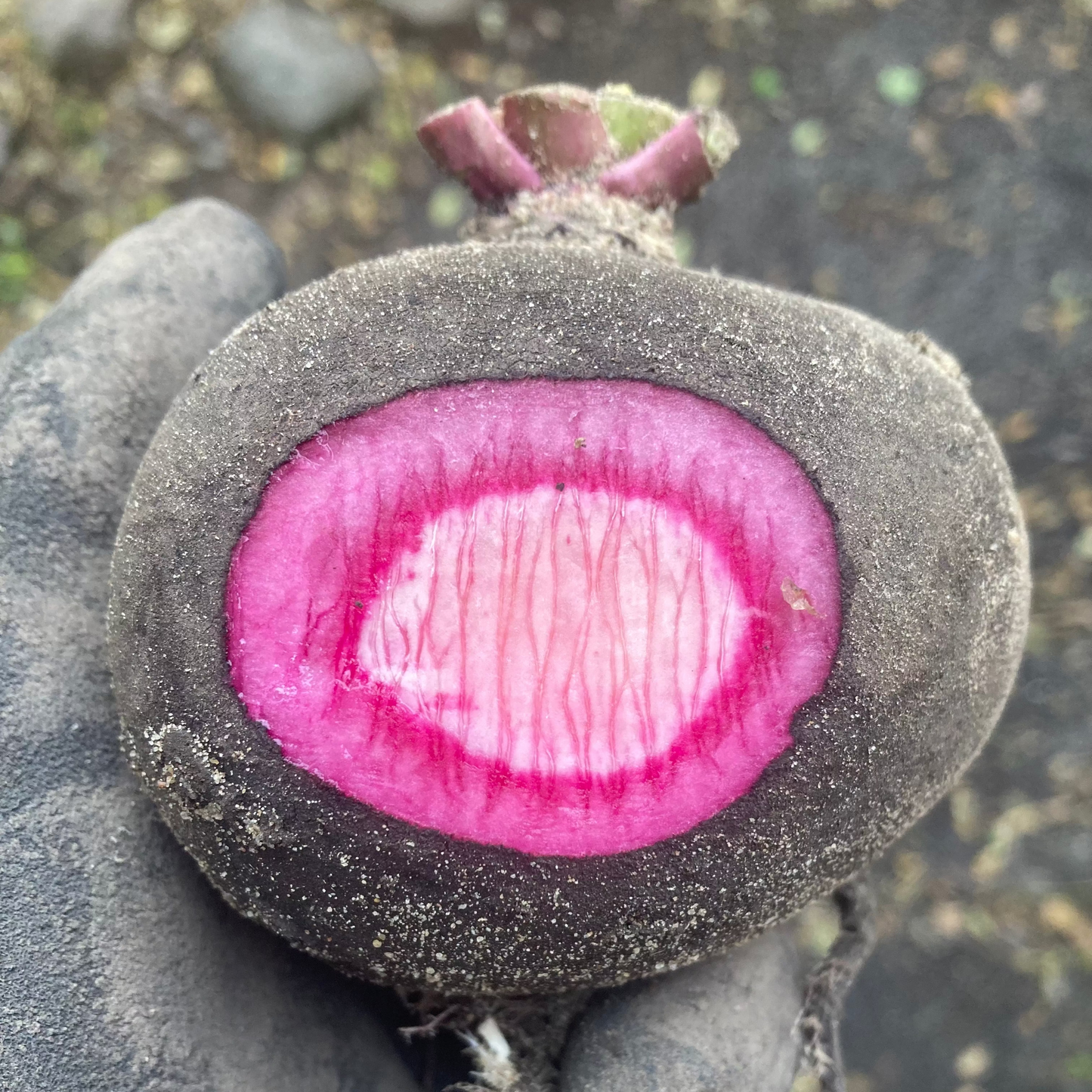 Rettich "Bunter Winter" (Grex / Population)