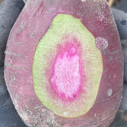 Rettich "Bunter Winter" (Grex / Population)