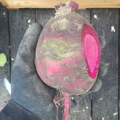 Rettich "Bunter Winter" (Grex / Population)