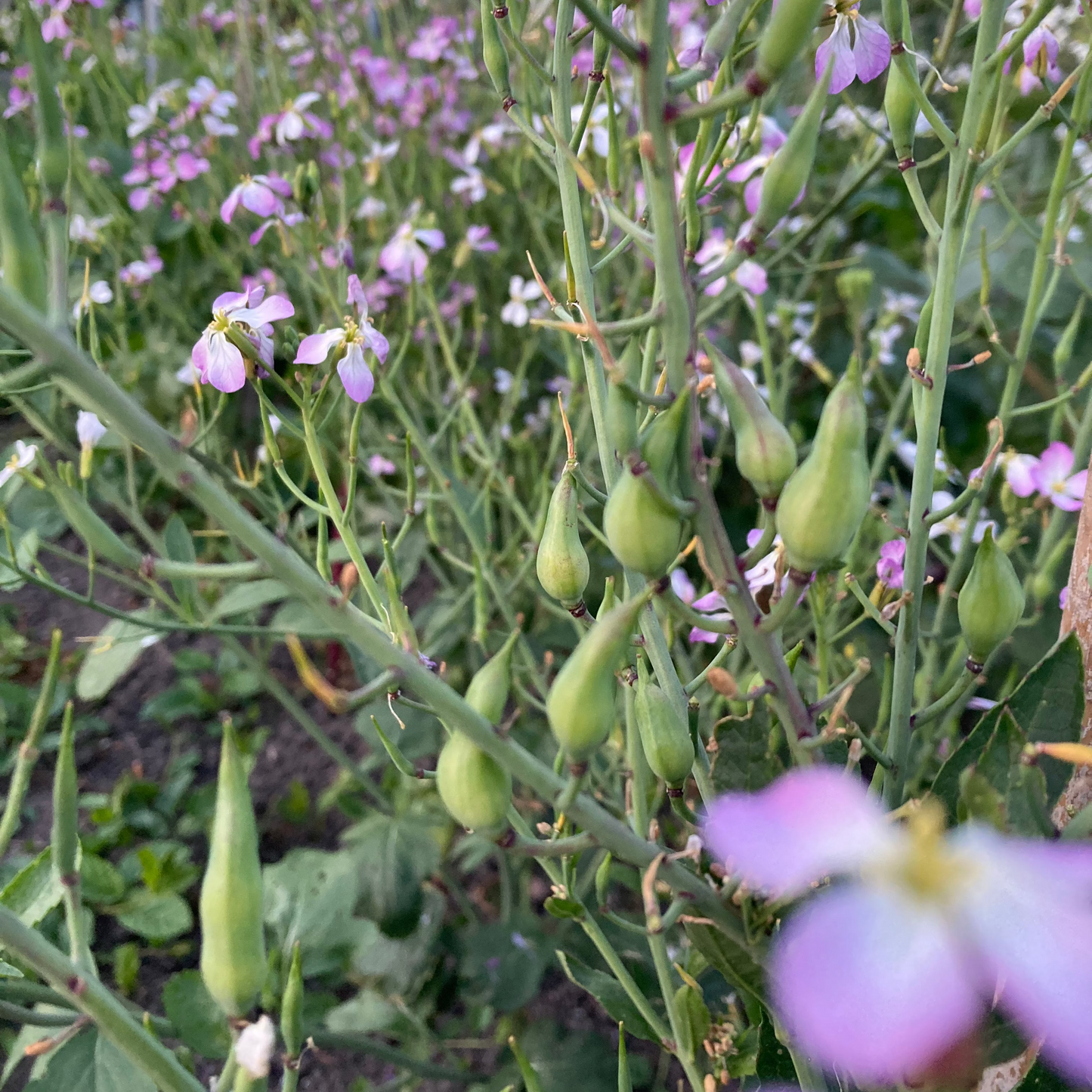 Rettich "Bunter Winter" (Grex / Population)