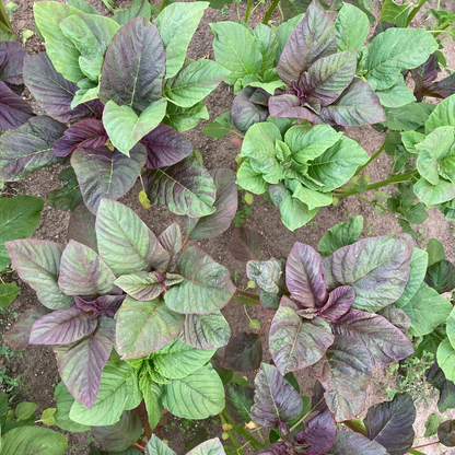 Amaranth (Grex / Population)