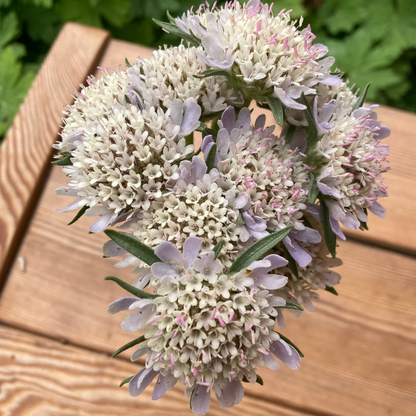 Sternscabiose