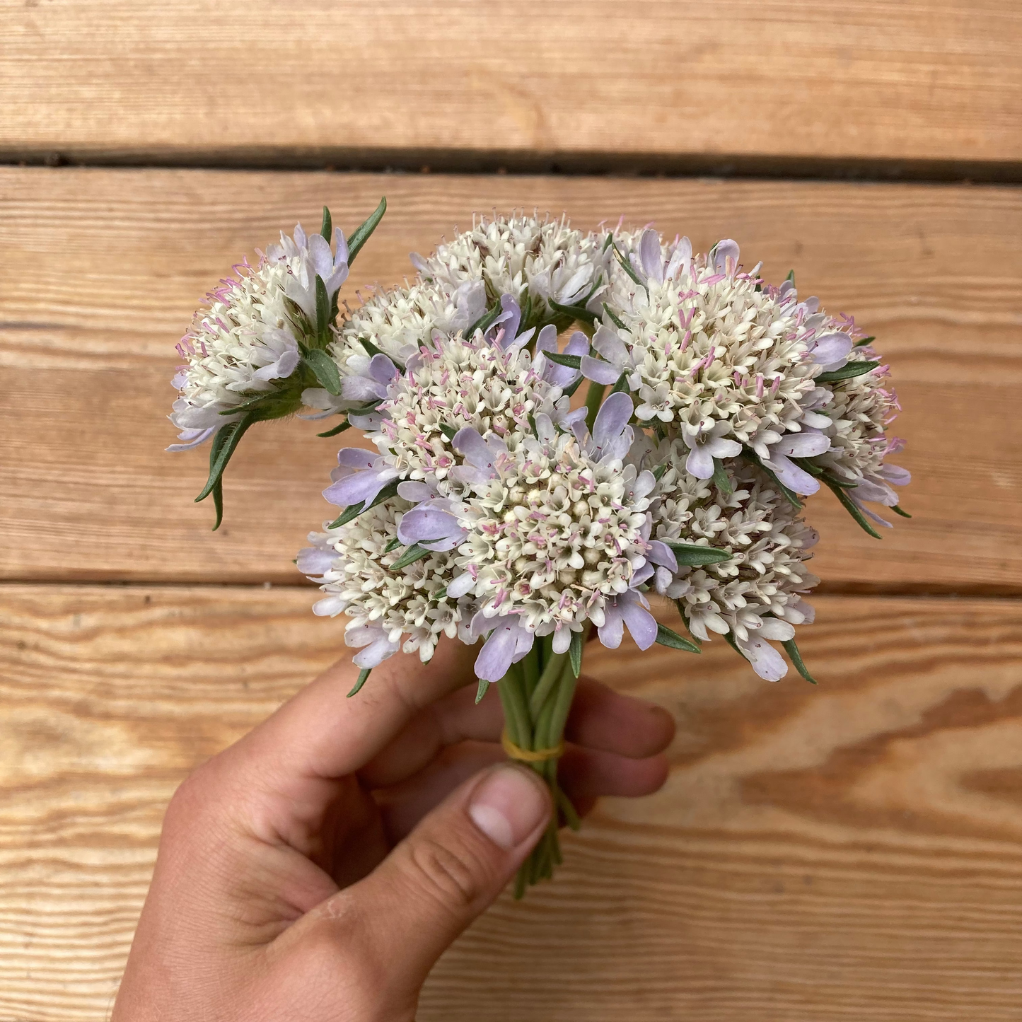 Sternscabiose