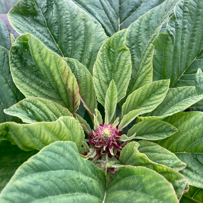 Amaranth (Grex / Population) – Kultivar Saatgut
