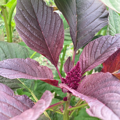 Amaranth (Grex / Population)