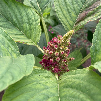 Amaranth (Grex / Population)