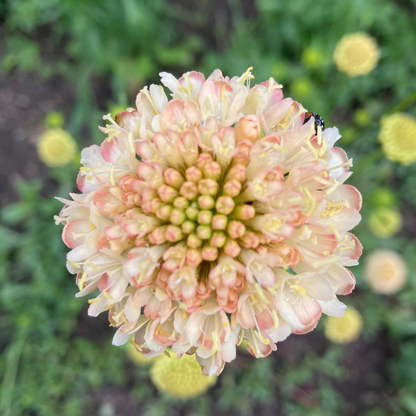 Gartenscabiose "Fata Morgana"