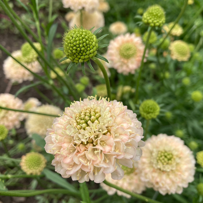 Gartenscabiose "Fata Morgana"