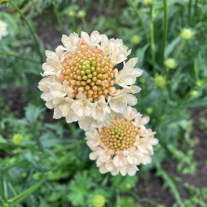 Gartenscabiose "Fata Morgana"