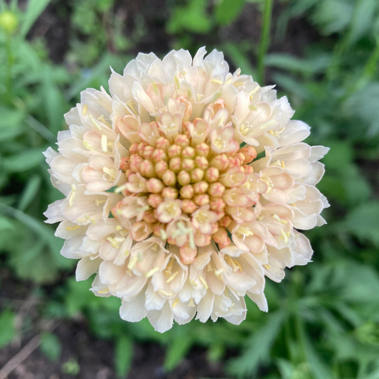 Gartenscabiose "Fata Morgana"