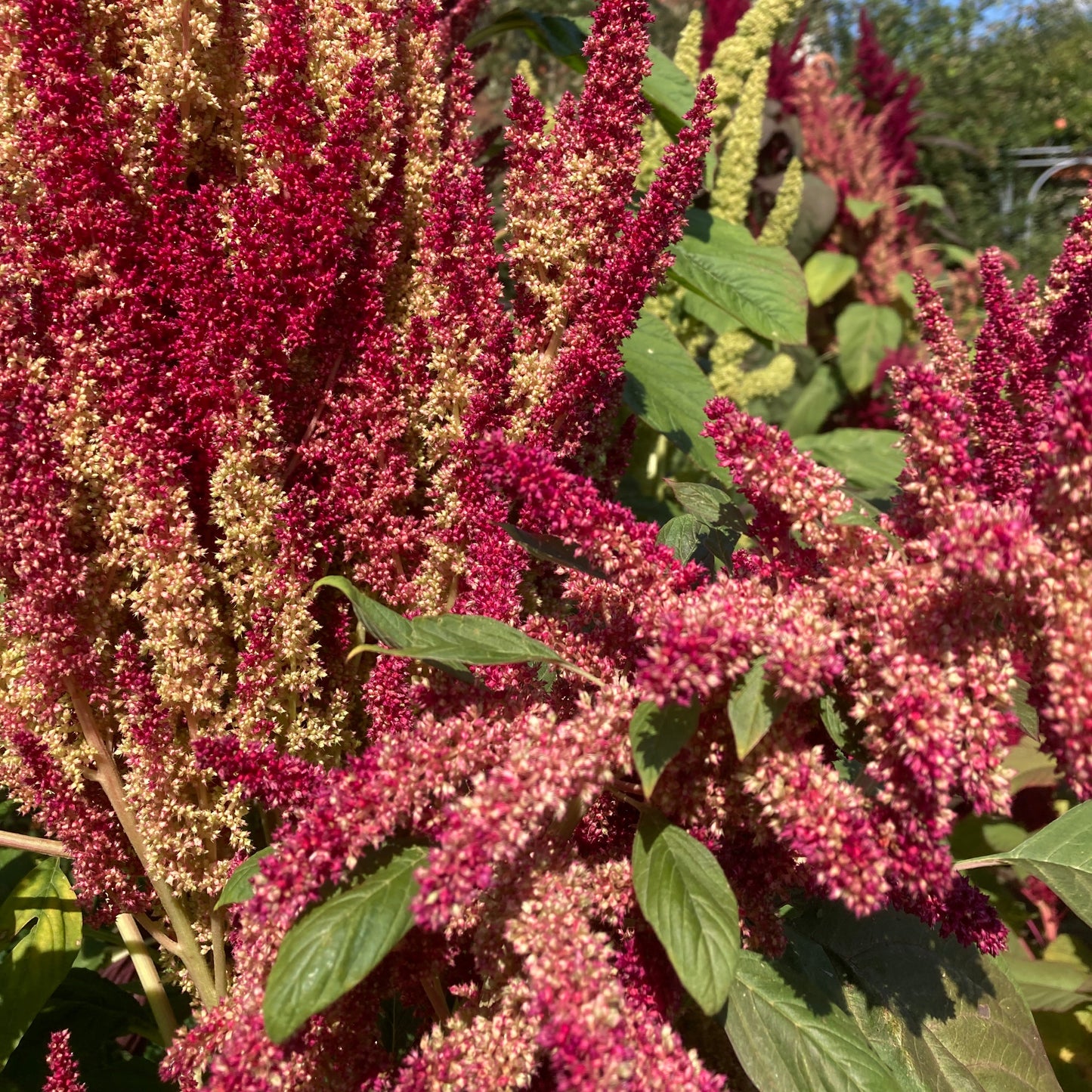 Amaranth (Grex / Population)