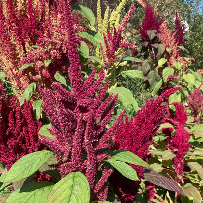 Amaranth (Grex / Population)
