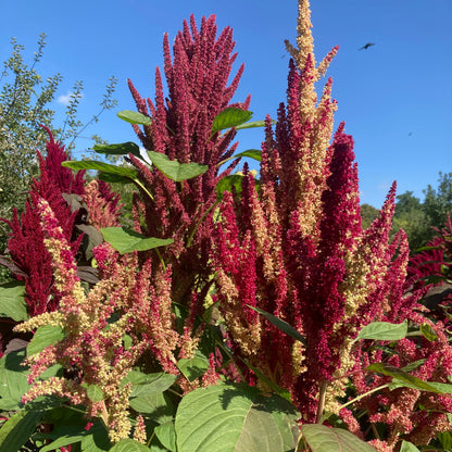 Amaranth (Grex / Population)