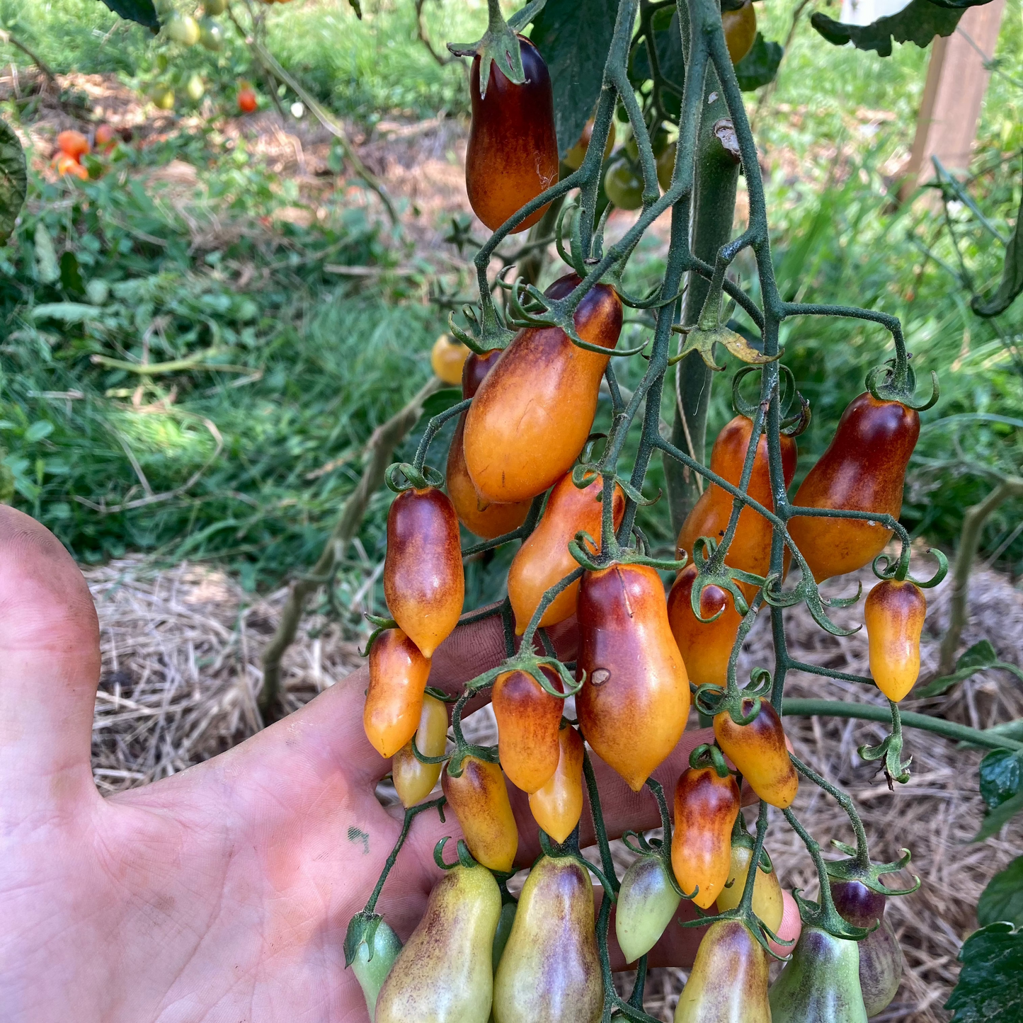 Tomate "Indigo Pear Drop"