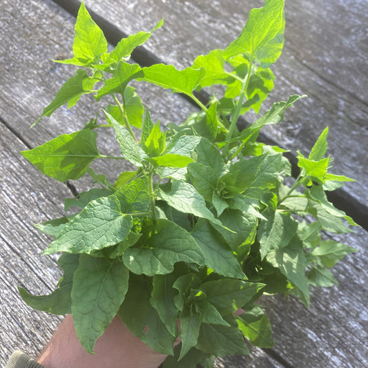 Kaukasischer Rankspinat