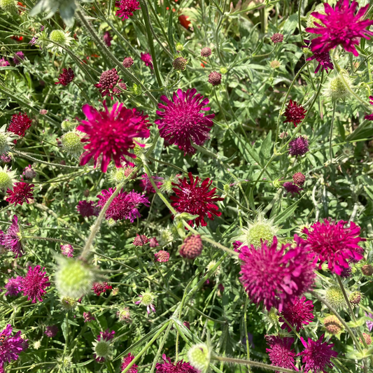 Rote Witwenblume