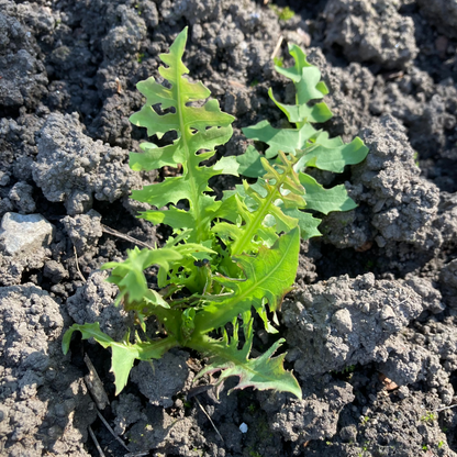 Ewiger Salat "Blauer Lattich"