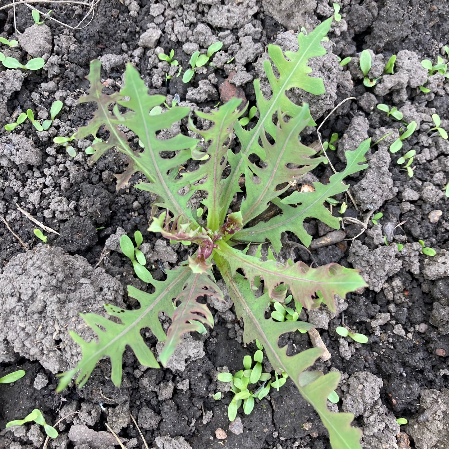 Ewiger Salat "Blauer Lattich"