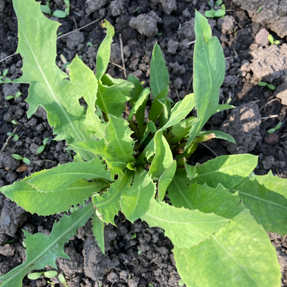 Ewiger Salat "Blauer Lattich"