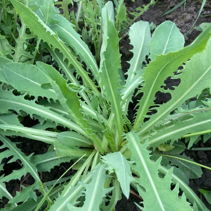 Lactuca perennis
