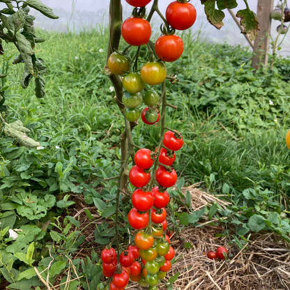Tomate "Lady Aireen Sweetie Pie"