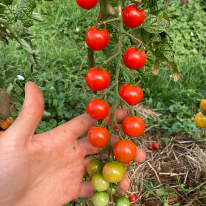 Tomate "Lady Aireen Sweetie Pie"