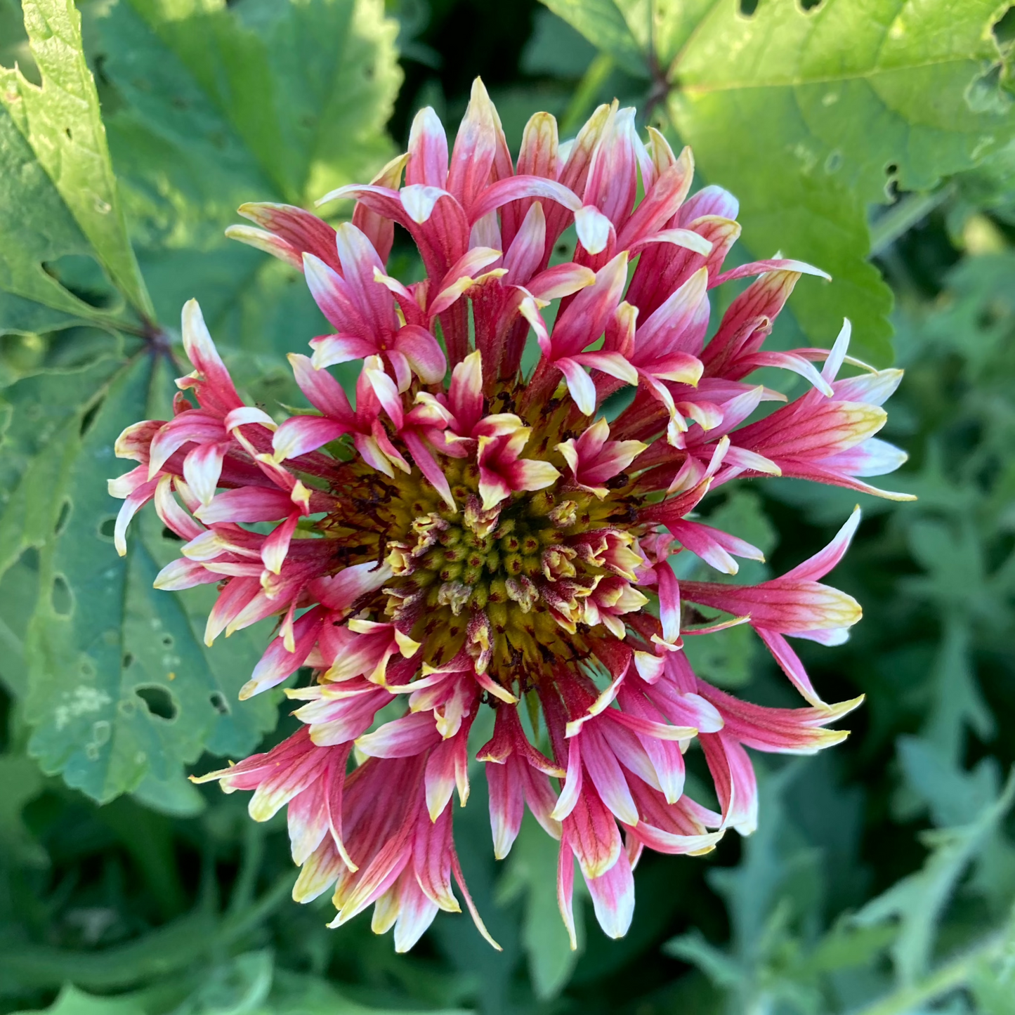 Kokardenblume "Lorenziana"
