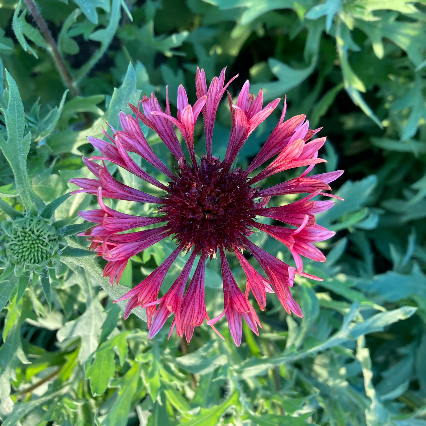 Kokardenblume "Lorenziana"