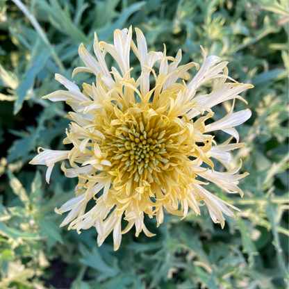 Kokardenblume "Lorenziana"