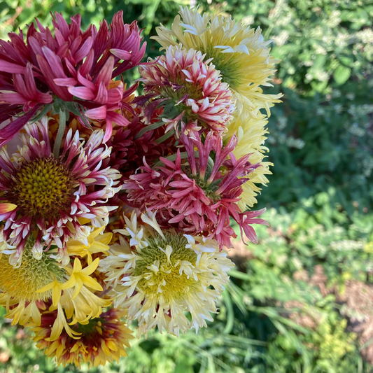 Kokardenblume "Lorenziana"
