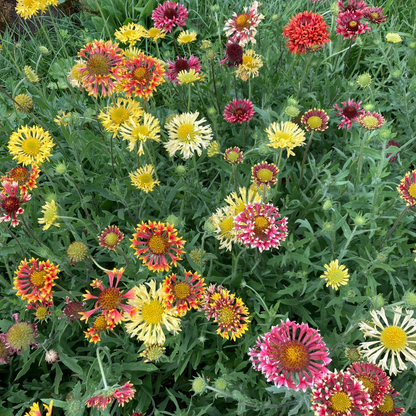 Kokardenblume "Lorenziana"
