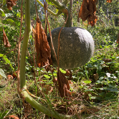 Kürbis Maxima (Grex)