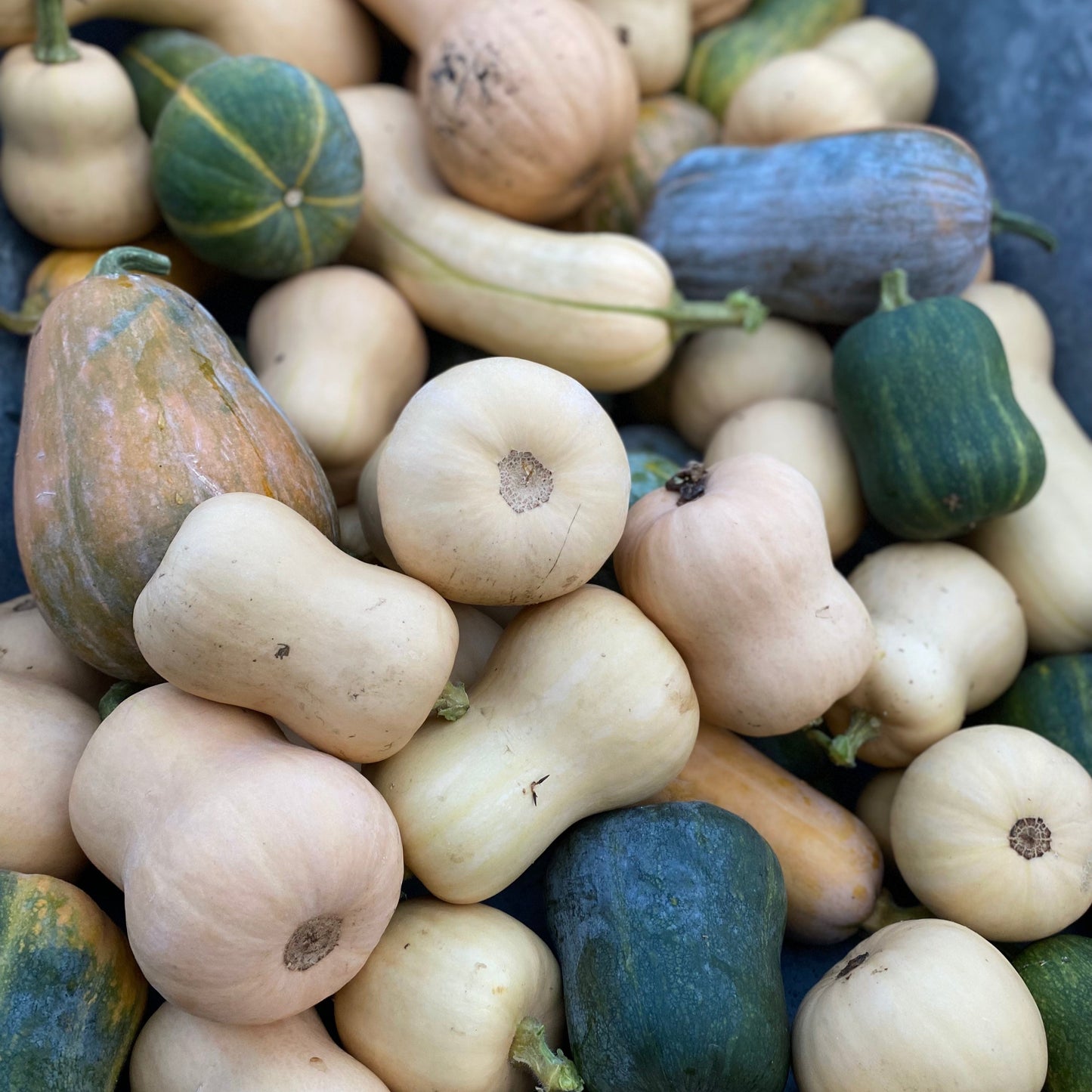 Kürbis Butternut (Grex)