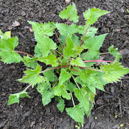 Ewiger Salat "Nesselblättrige Glockenblume"