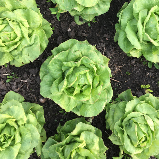 Salat "Palatine"