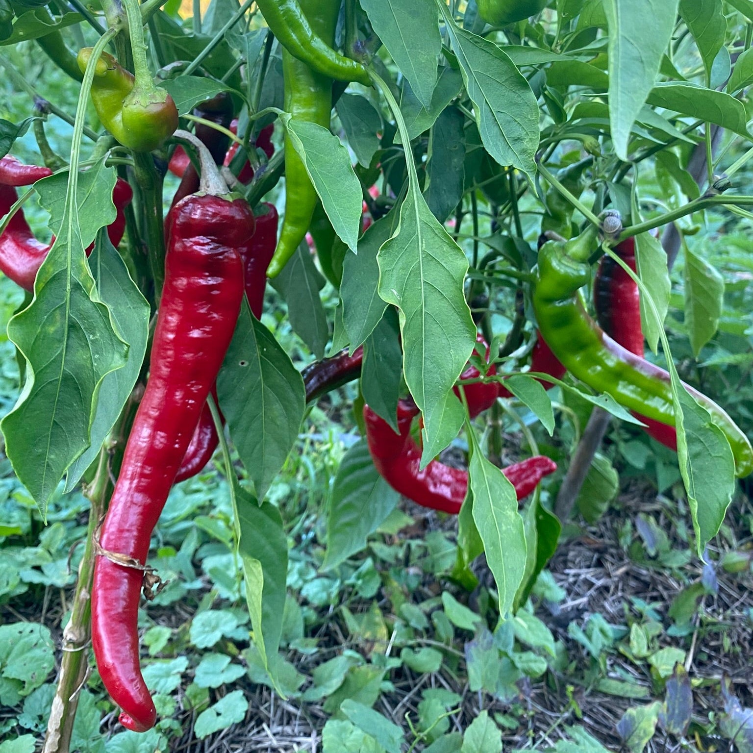 Paprika Jimmy Nardello