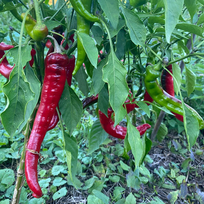 Paprika Jimmy Nardello