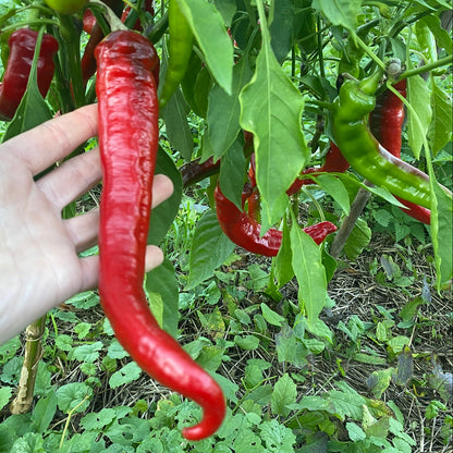 Paprika Jimmy Nardello