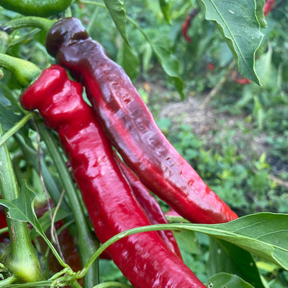Paprika Jimmy Nardello